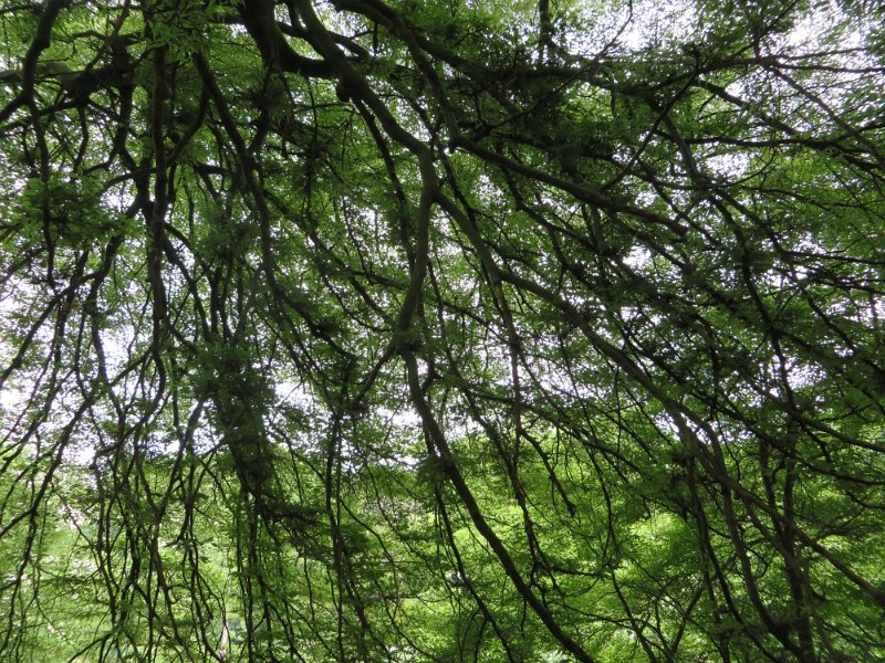 Farnbuche ((Fagus sylvatica) (10)